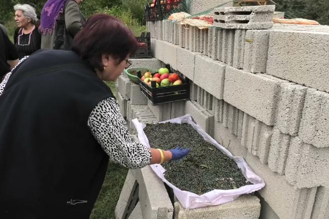 Yozgat’ın meşhur menengiç bitkisi kahve ve çerez olarak tüketiliyor