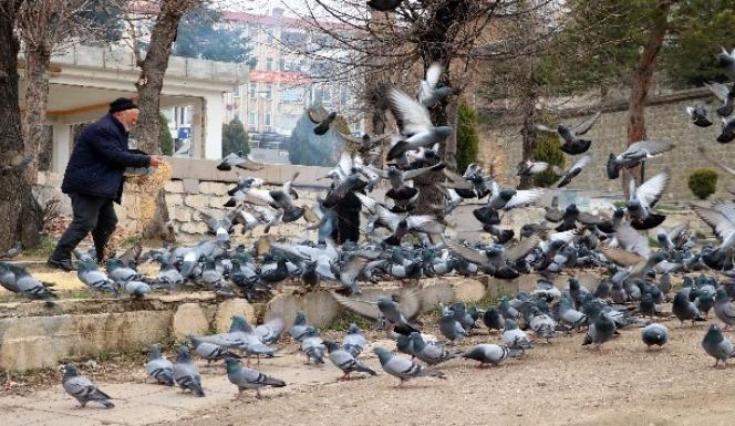 AÇ KALAN GÜVERCİNLERİ,DUYARLI ESNAFLAR YEMLİYOR