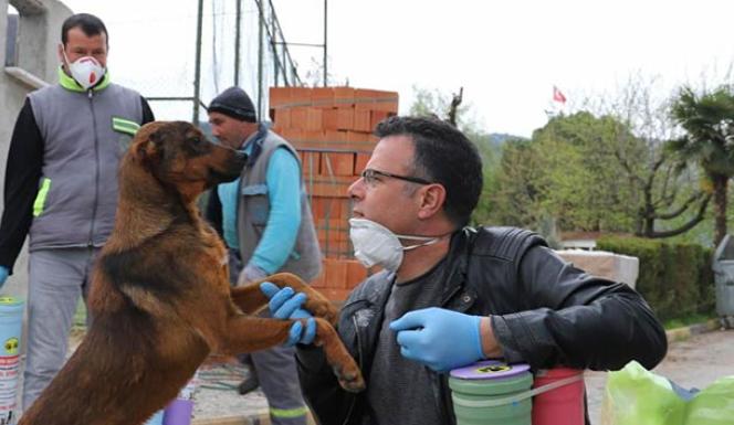 İçişleri Bakanlığından 81 İL Valiliğine 'Sokak Hayvanları' konulu genelge