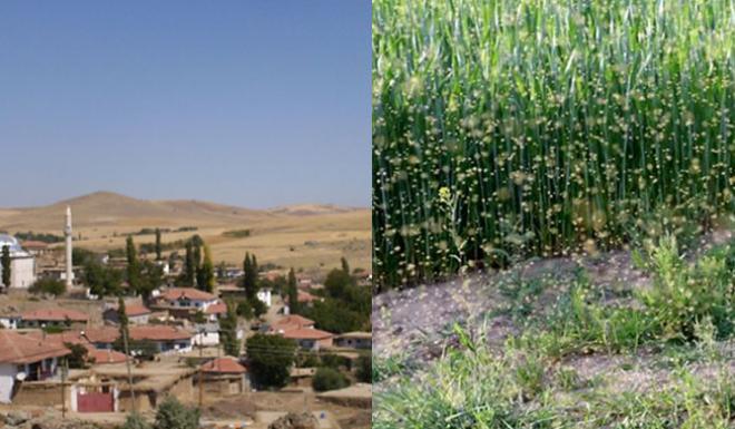 LÖK KÖYÜNDE ‘SİNEK’ KABUSU