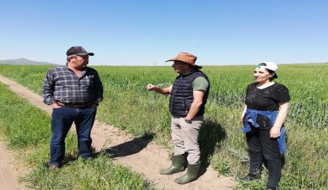 SORGUN’DA SÜNE ZARARINA KARŞI MÜCADELE ÇALIŞMALARI SÜRÜYOR