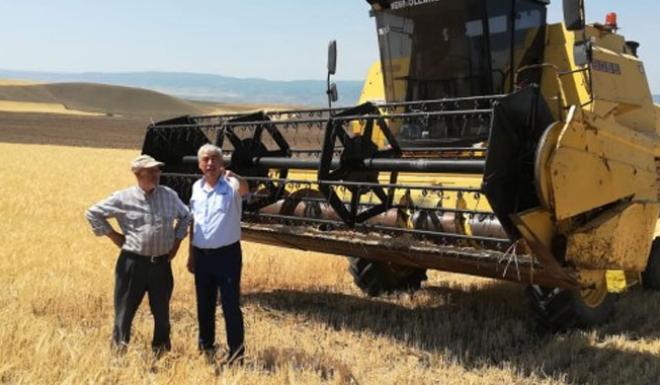 YERKÖY’DE BU SEZON DÖNÜM BAŞI 250 KİLO VERİM BEKLENİYOR