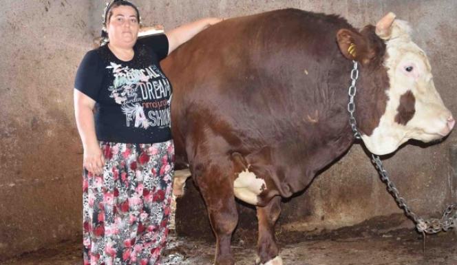 Kapılardan geçemeyen bin 400 kilogramlık boğa satışta
