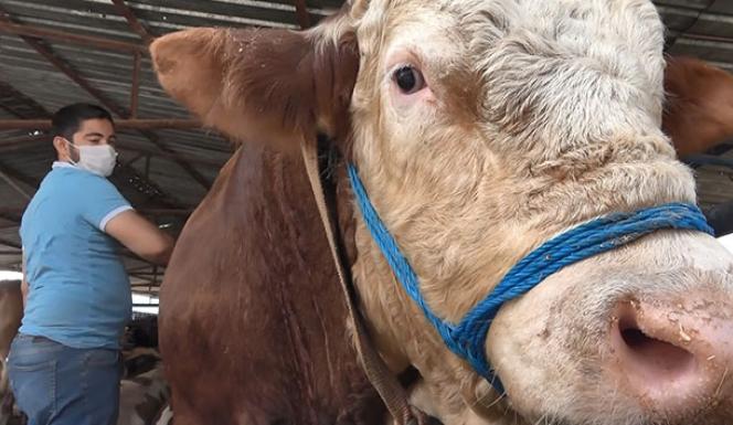 Otomobil fiyatına 1 ton 250 kiloluk kurbanlık