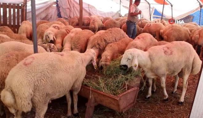 YOZGATIN KUYRUKLU KOÇLARI,TEKİRDAĞI KURBAN PAZARINDA