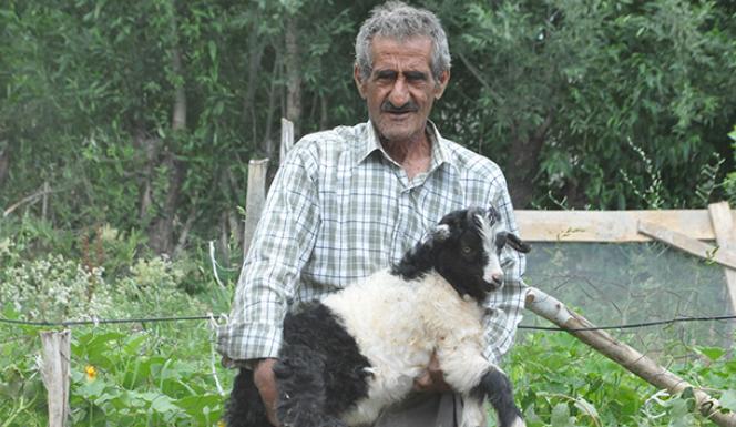 Bataklığa saplanan ineğinin başında sabahlayan Mehmet Amca bu bayram çok mutlu