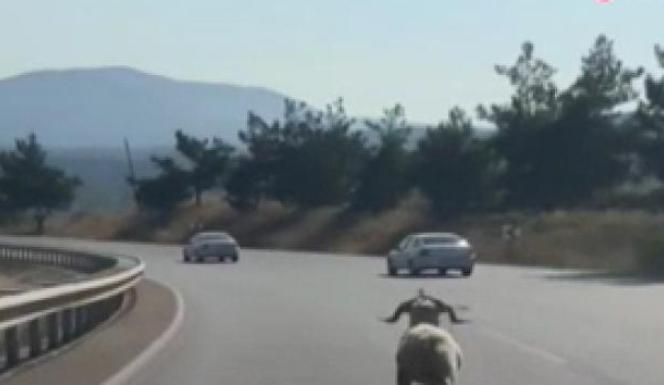 Otoyola çıkan koç otomobillere meydan okudu