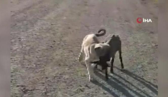 Yavru köpek sürüden ayrılan kuzuyu böyle getirdi