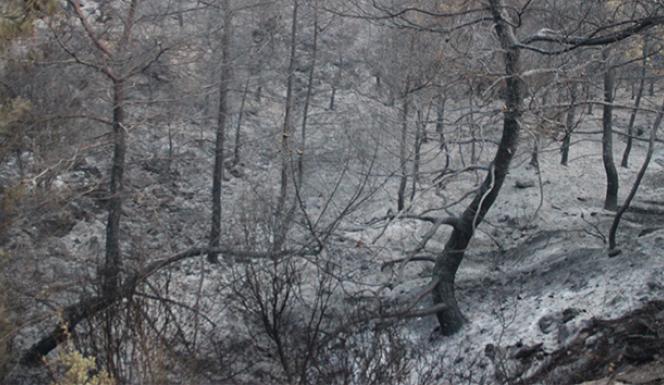 İzmir'deki orman yangınının şiddeti gün ağarınca ortaya çıktı