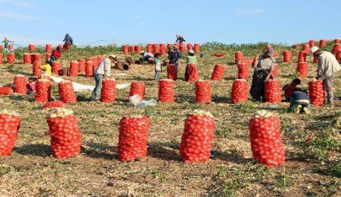 ŞİMDİ HASAD ZAMANI... SOĞAN TARLADA 60 KRŞ ,PATATES 1 LİRA