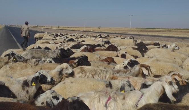 50 derece sıcaklıkta çalışan çobanların zorlu mücadelesi