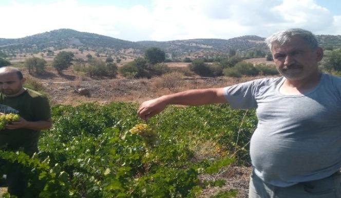 BAĞ BOZUMUYLA BİRLİKTE PEKMEZ KAZANLARI KAYNAMAYA  BAŞLADI