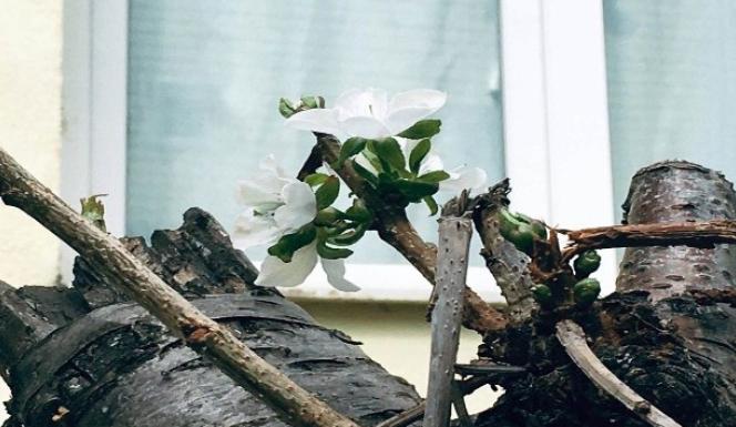 DAHA NELER GÖRECEĞİZ.EYLÜLDE KİRAZ AĞACI ÇİÇEK AÇTI 