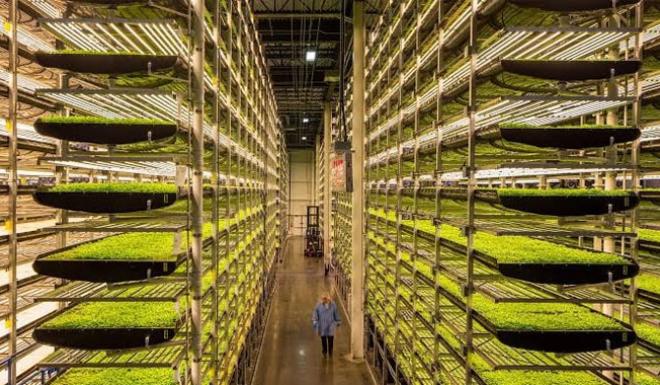 YERKÖY’DE SUSUZ TOPRAKSIZ BİTKİ ÜRETİM TESİSİ KURULUYOR