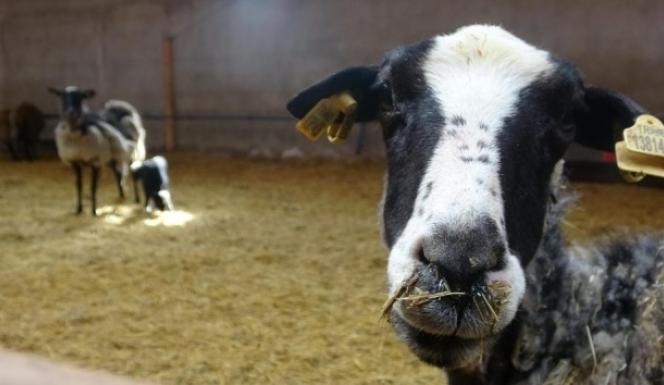 Adeta ‘Kuzu Makinesi’, lezzeti ile tercih ediliyor