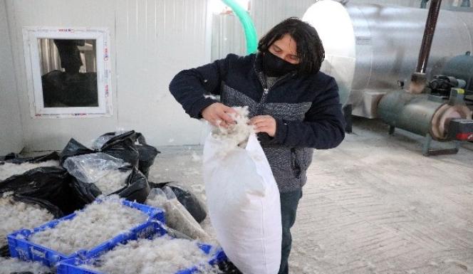 YOZGAT’TAN ALMANYA ve MACARİSTANA KAZ TÜYÜ İHRACAATI