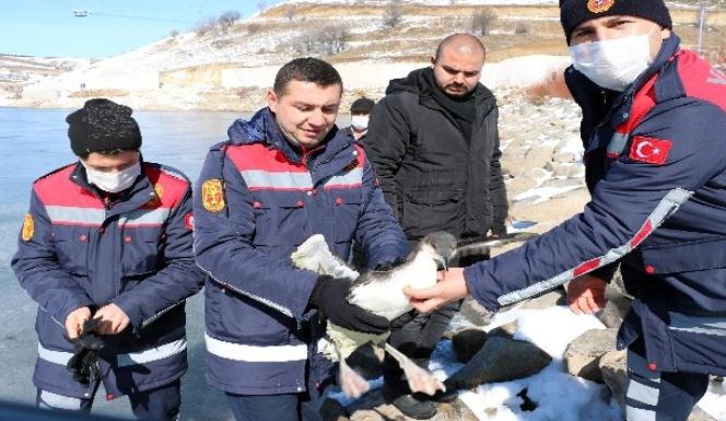 DONMAKTA OLAN DALGIÇ KUŞUNUN İMDADINA İTFAİYECİLER YETİŞTİ