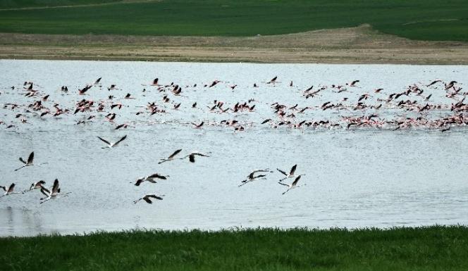 FLAMİNGOLARIN GELİNGÜLLÜ BARAJINDA GÖRSEL UÇUŞ DANSI