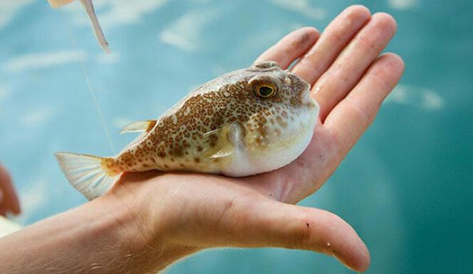 Balon balığı avcılığının desteklenmesine ilişkin karar Resmi Gazetede yayımlandı