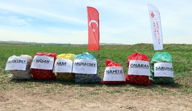 YOZGAT’TA 7 ÇEŞİT YERLİ PATATES ÜRETİLECEK