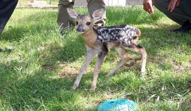 ÇEKEREK’TE ÇOBANIN BULDUĞU YAVRU KARACA KORUMA ALTINDA