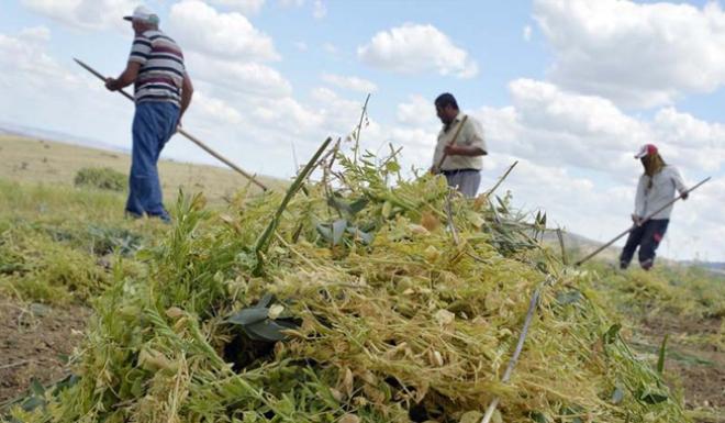 YOZGATTA YEŞİL MERCİMEK ÜRETİMİNDE TIRPANLI HASAD