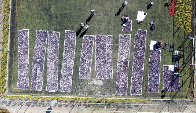 YENİFAKILIDA KURUTULAN SİYAH ÜZÜMLERİN DRONE GÖRÜNTÜLERİ