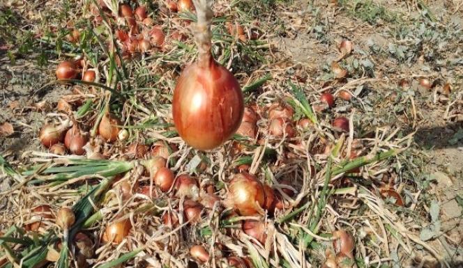 YOZGAT'TA KURU SOĞAN TARLADA 60 KURUŞ,MARKETTE 3 TL.
