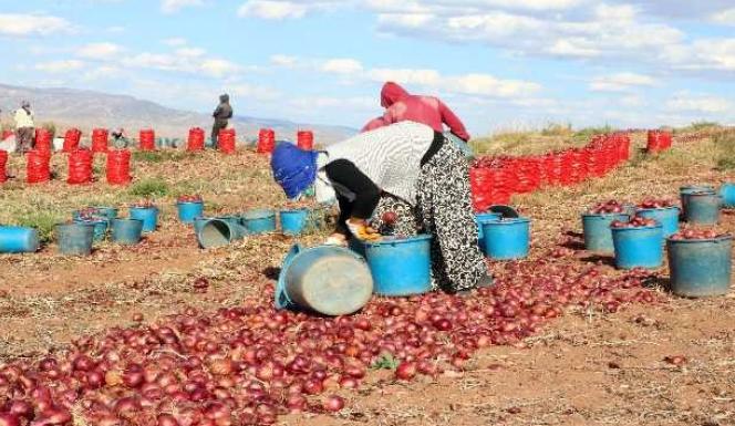 Soğan hasadı başladı, tarlada soğan 80 kuruş