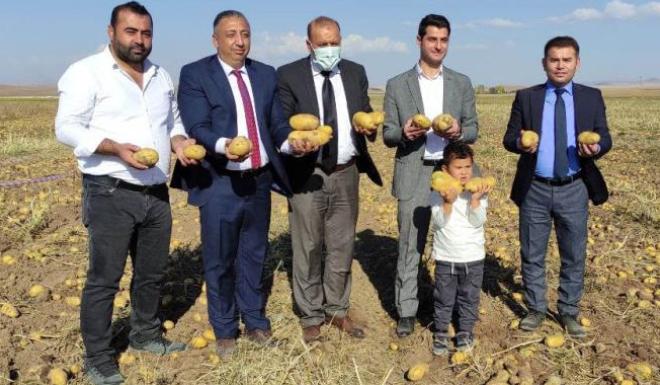 15 BİN DEKAR ALANDA 50 BİN TON PATATES ÜRETİLDİ