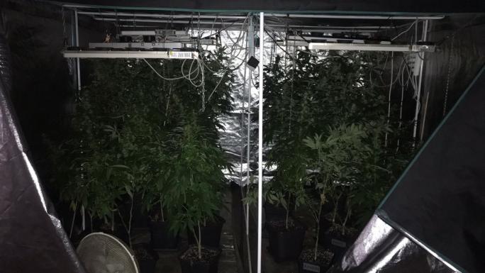 Kağıthane polisi sera kuran baba ve oğlunu yakaladı