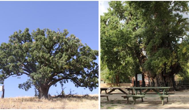 İŞTE,YOZGAT’IN ZAMANA MEYDAN OKUYAN ANIT AĞAÇLARI