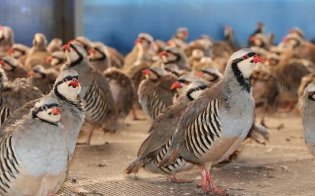 TÜRKİYENİN KENESAVAR KEKLİKLERİ YOZGAT’TA ÜRETİLİYOR