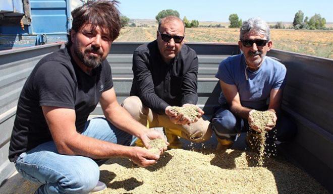 YOZGAT,YEŞİL MERCİMEK ÜRETİMİNDE YİNE TÜRKİYE BİRİNCİSİ