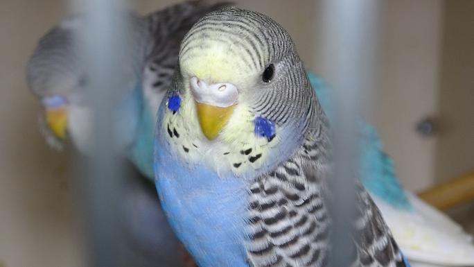 ‘Deprem kuşu’ diye almaya başladılar: Ötücü kuşlara ilgi arttı