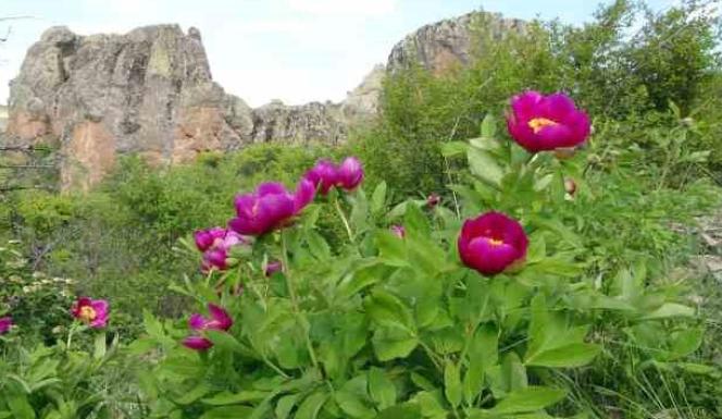 CEHRİLİK LALESİ  AĞRI KESİCİ ve ANTİOKSİDAN ÖZELLİKLERİNİ TAŞIYOR