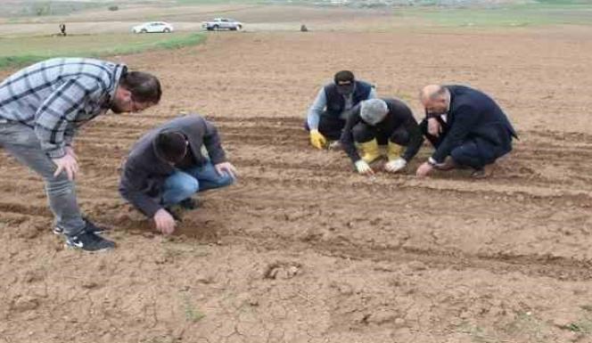 HİBE DESTEKLİ YAĞLIK AYÇİÇEĞİ TOHUMLARI TOPRAKLA BULUŞTU