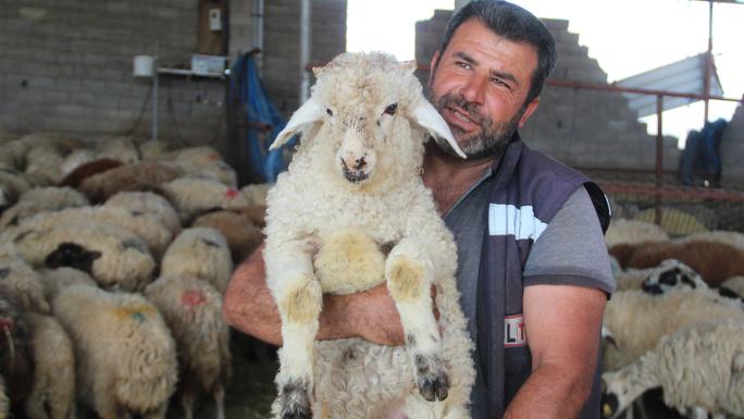 Telef olan hayvanlarının yerine yenisi verilen depremzede: 'Gel koyununu al dediler, şok yaşadım'