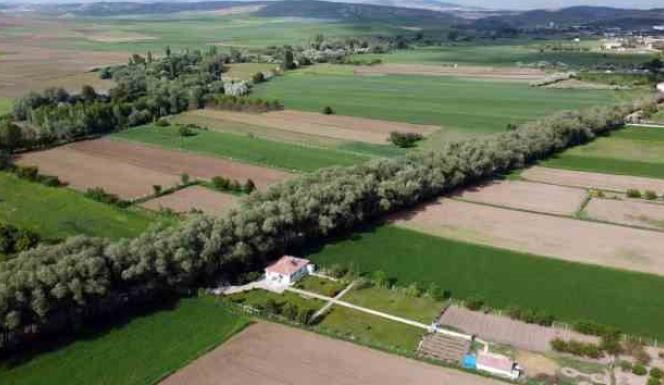 YOZGAT’IN AĞAÇ TÜNELLİ YOLU GÖRENLERİ HAYRAN BIRAKIYOR