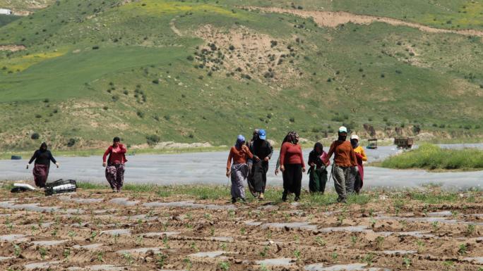 Terörün yerini huzura bıraktığı Şırnak arazileri tarımla canlanıyor