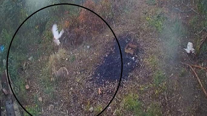 50 TAVUĞU ORTADAN KAYBOLAN ADAM, GERÇEĞİ KAMERA GÖRÜNTÜLERİNİ İZLEYİNCE FARK ETTİ 