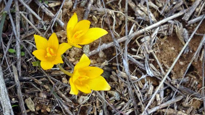 BAHARIN MÜJDECİSİ ÇİĞDEM ÇİÇEKLERİ YÜZÜNÜ GÖSTERDİ 