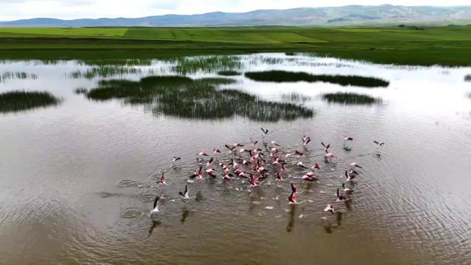 KADIŞEHRİ BÖLGESİNE GÖÇ EDEN TURNALARIN GÖRSEL ŞÖLENİ