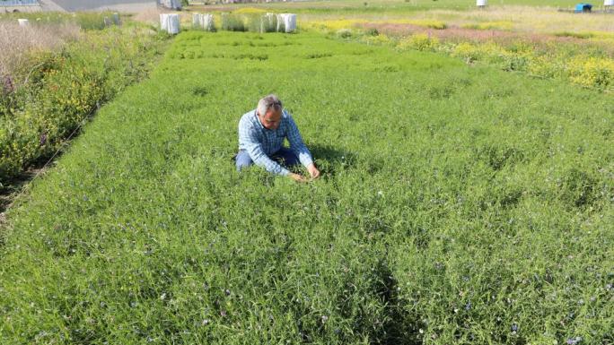 YOZGAT’IN YÜKSEK PROTEİN DEĞERLİ YEM BİTKİSİ TESCİLLENDİ