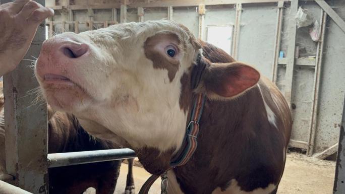 1 TONLUK DANA 200 BİN LİRAYA SATILDI: &QUOT;BİZİ BİRAZ YORACAK&QUOT; 