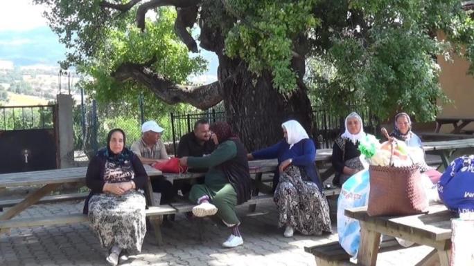ÇEKEREKTEKİ 2 ASIRLIK KAVAK AĞACI YÖRENİN ZİYARETGAHI OLDU