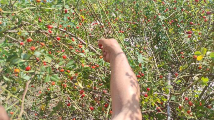 DAĞLARDAKİ ŞİFA DEPOSU, YOZGAT’TA YOĞUN TALEP GÖRÜYOR