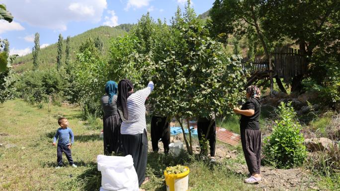 KARADENİZ’DEN ALDIĞI FINDIK FİDESİNİ ADANA’DA EKTİ, ŞİMDİ HASAT EDİYOR 