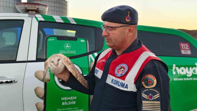 YARALI BAYKUŞ TEDAVİ EDİLİP TEKRAR DOĞAYA BIRAKILACAK