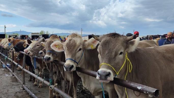 TÜRKİYE’NİN EN BÜYÜK HAYVAN PAZARI ŞAP NEDENİYLE KAPATILDI 